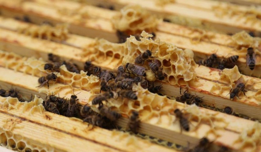 Rolnicy podtruwają pszczoły