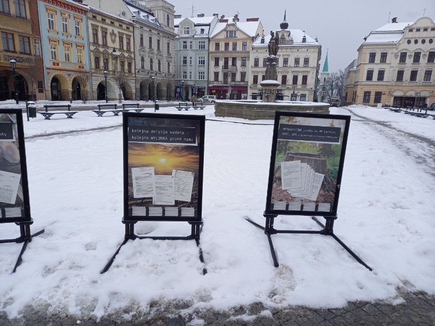 Protest w obronie masowej wycinki drzew podczas...