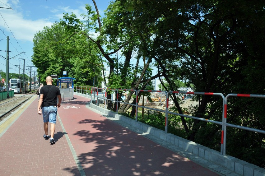 Kraków. Usuną drzewa, żeby zrobić ścieżkę rowerową [ZDJĘCIA]