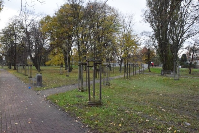 Co roku w Pruszczu Gdańskim sadzone są młode drzewa. Tej jesieni to ok. 200 drzew