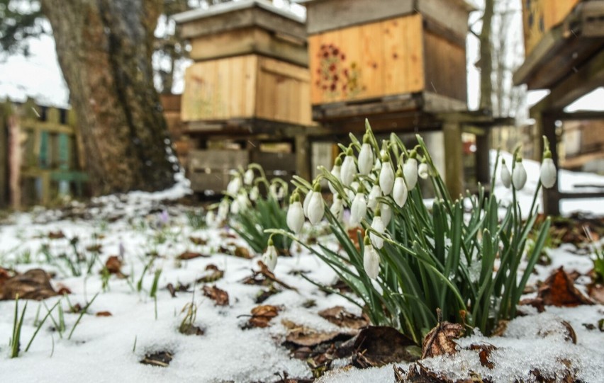 Jak informuje Instytut Meteorologii i Gospodarki Wodnej,...