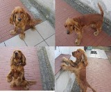 Zacharzyn: Znaleziony pies czeka na właściciela