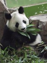 W warszawskim ZOO przyszła na świat panda mała