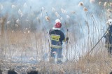 Pożar trzcin i trawy w okolicach miejscowości Lubajny [ZDJĘCIA]