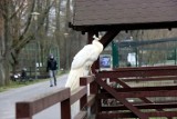 Zima w Parku Wrocławskim. Sporo zwierząt nie chowa się w budkach, zobaczcie zdjęcia