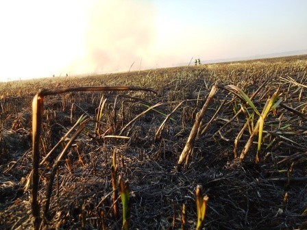 Straż w powiecie chodzieskim walczy z wypalaniem łąk [FOTO]