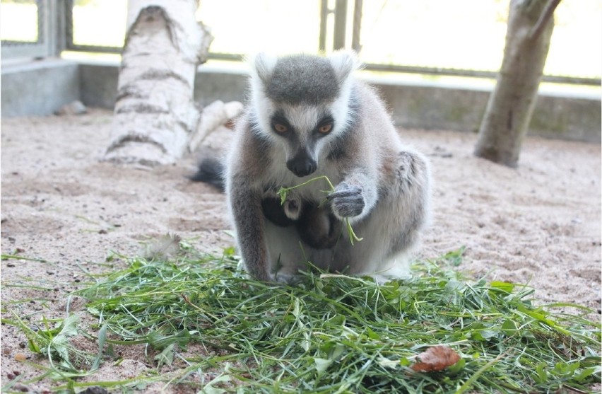 Kolejne narodziny w myślęcińskim ZOO [zdjęcia] 