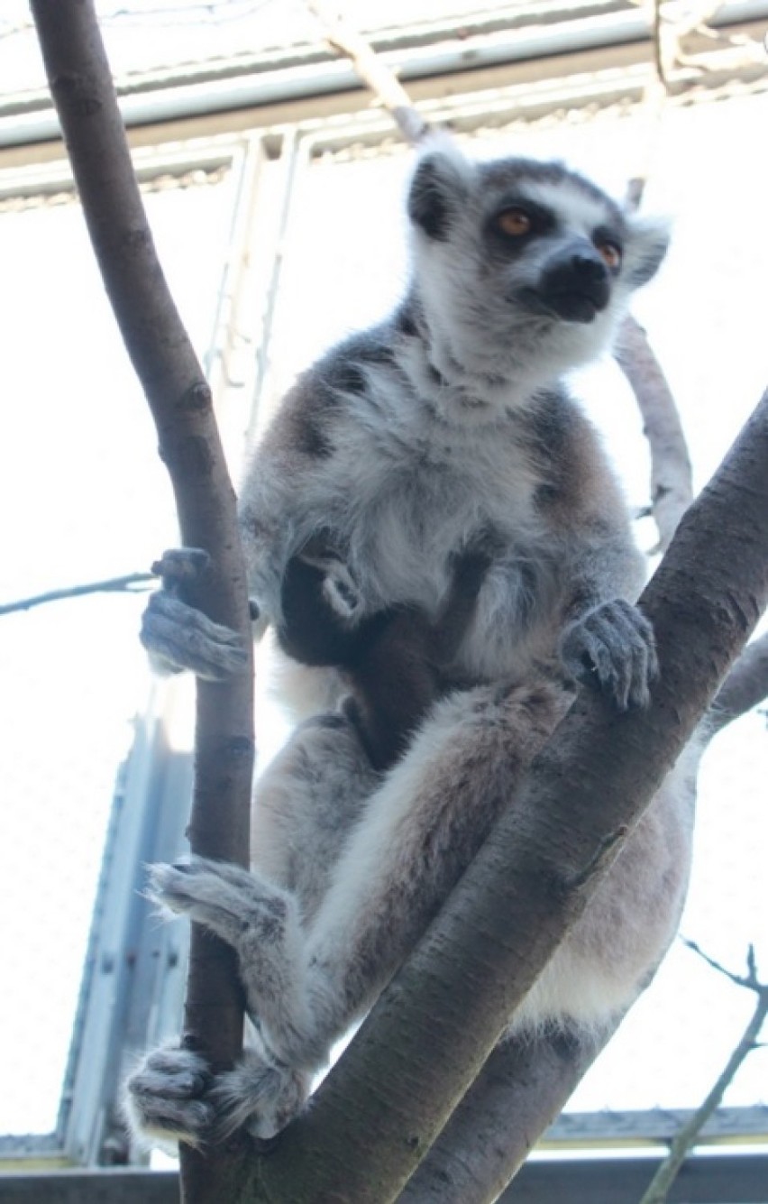 Kolejne narodziny w myślęcińskim ZOO [zdjęcia] 