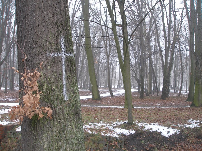 Krzyże na drzewach we Wrocławiu