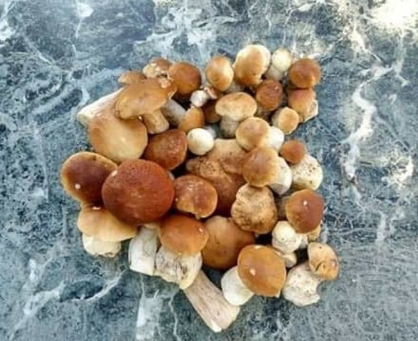 Gorlice. Internauci udowodnili, że lasach powiatu gorlickiego grzybów jest mnóstwo. Trzeba tylko umieć szukać! Dowody na zdjęciach