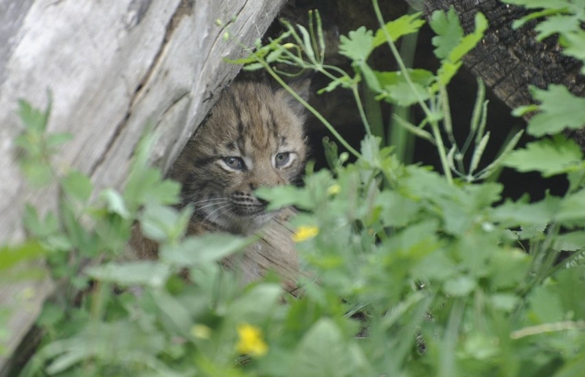 Młody ryś urodził się 28 maja w toruńskim zoo