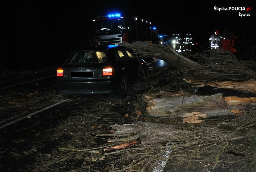 O krok od tragedii w Żywcu. Drzewo spadło na samochody. Śledczy badają sprawę