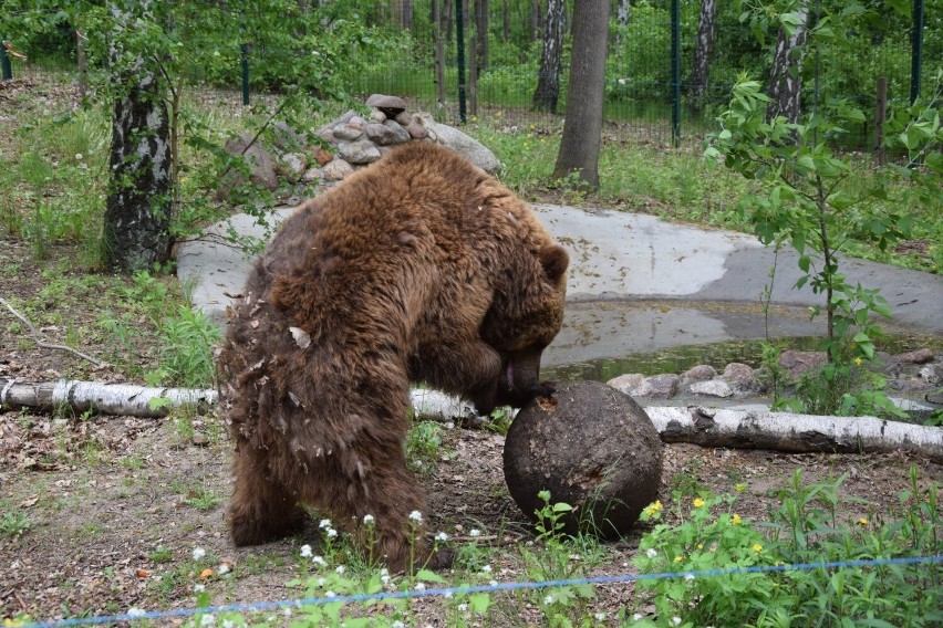 Uratowane niedźwiedzie z Ukrainy po raz pierwszy wyszły na...