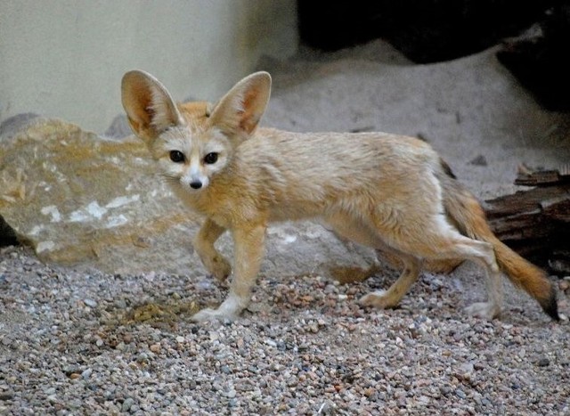 Fenek

Fenek do wrocławskiego zoo trafił z czeskiego Olomouca. Wprowadził się w czerwcu.

Fenki mają łagodne usposobienie i łatwo je oswoić. Często spotykane są w hodowlach prywatnych. Najwięcej fenków mieszka na Saharze, w jej środkowej części. Ma charakterystyczne, duże uszy, dorastające do 5 cm, dzięki którym ma dobry słuch i może efektywnie chłodzić ciało.

AKTUALNE INFORMACJE Z WROCŁAWSKIEGO ZOO W NASZYM SERWISIE SPECJALNYM