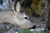 Zwierząt w gdyńskich lasach jest pod dostatkiem. Coraz chętniej przychodzą też do miasta [zdjęcia]