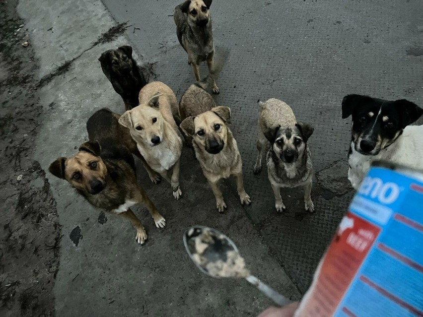 3000 psów ze schroniska w Ukrainie czeka na pomoc. Potrzebna jest karma i koce. W Krakowie trwa zbiórka