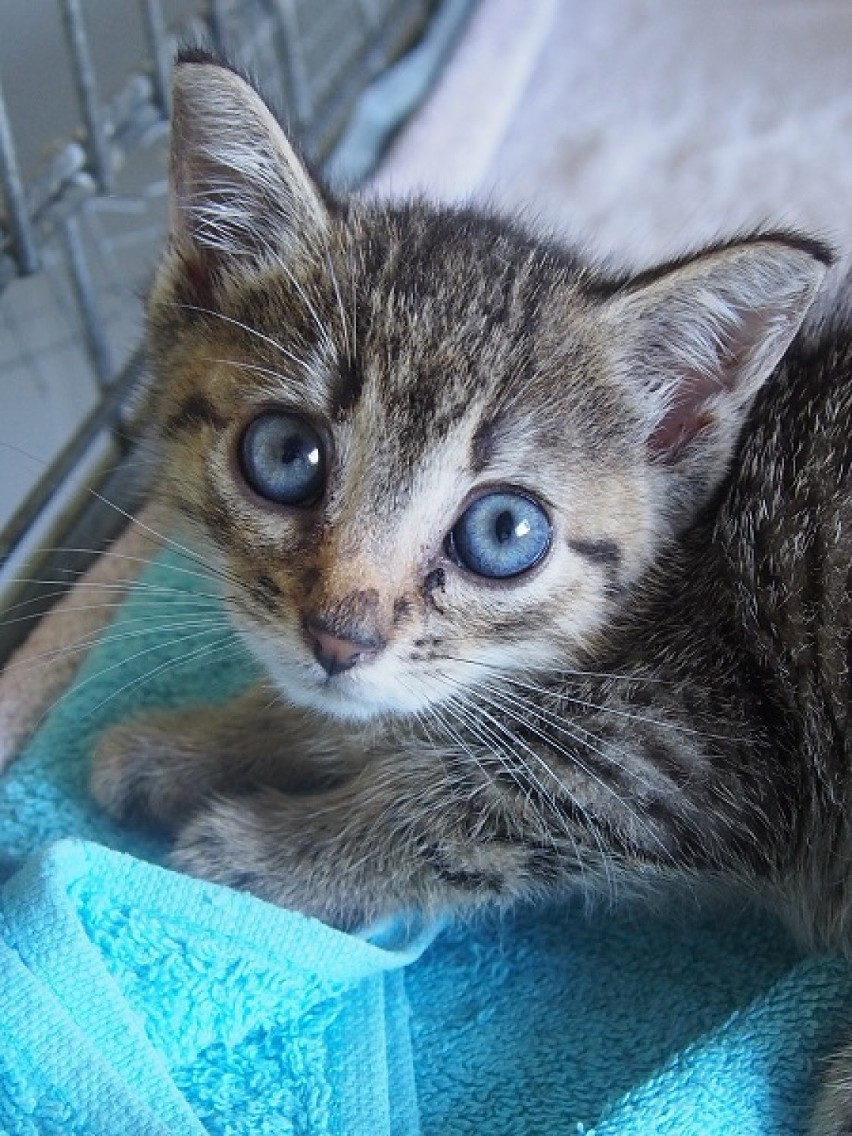 Żeby adoptować kota, wystarczy przyjechać do schroniska,...