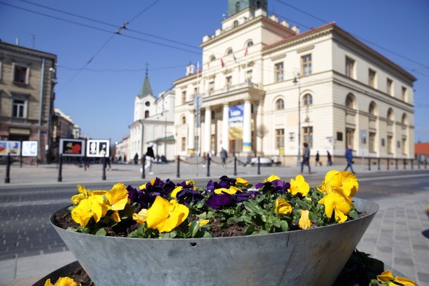 Wiosna na ulicach Lublina. Ruszyła akcja nasadzeń roślin. Na rabaty trafi ok. 5 tysięcy bratków