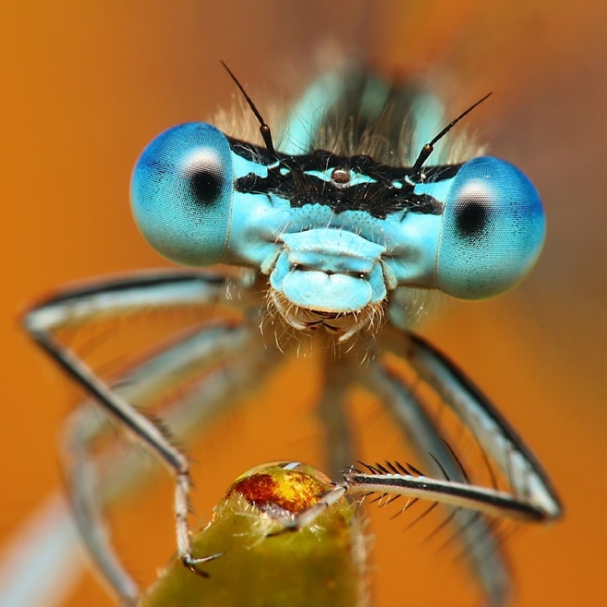Oko w oko z owadem. Zobacz niezwykłe zdjęcia fizjoterapeuty ze Świdnicy