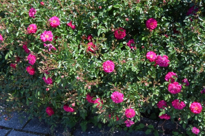 Cudowne róże rozkwitają w Ogrodzie Botanicznym w Kielcach. Oczarowują kolorami i zapachem. Zobacz film i zdjęcia