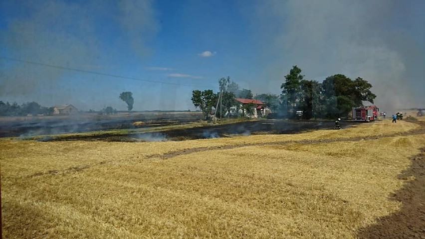 Pożar zboża na pniu w gminie Brześć Kujawski i gminie Choceń [zdjęcia, wideo]