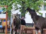 Łosie wędrowniczki dotarły nad Bałtyk. Odwiedziły Jarosławiec. Zdjęcia