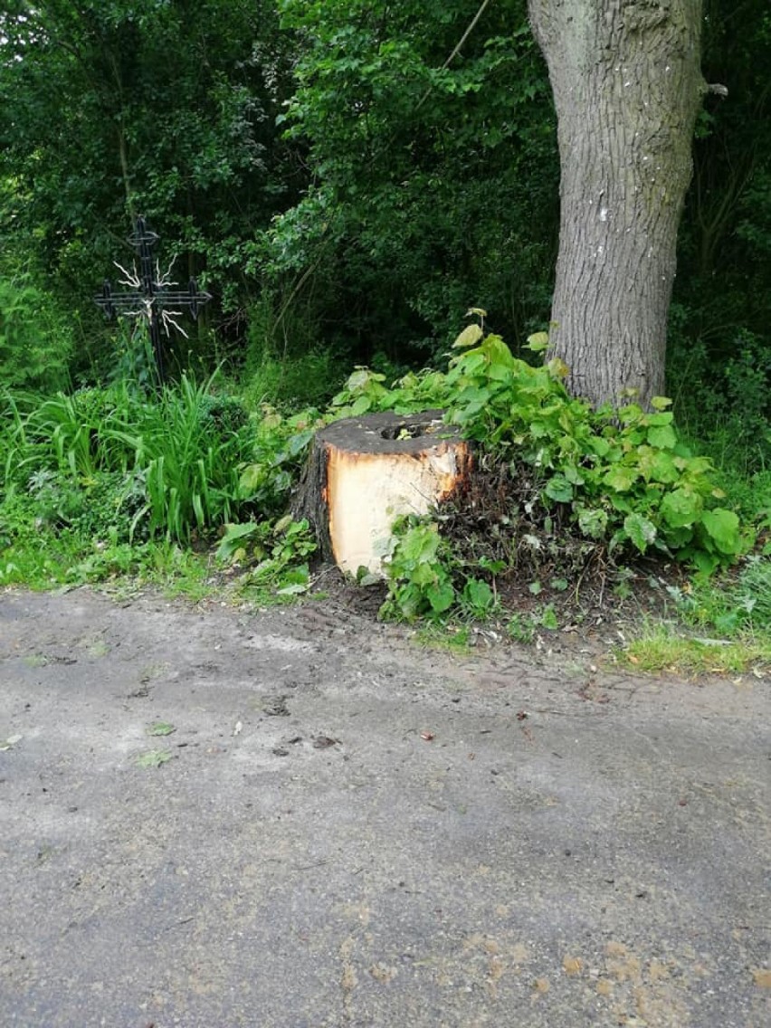 Ten wypadek spowodowało wystające drzewo