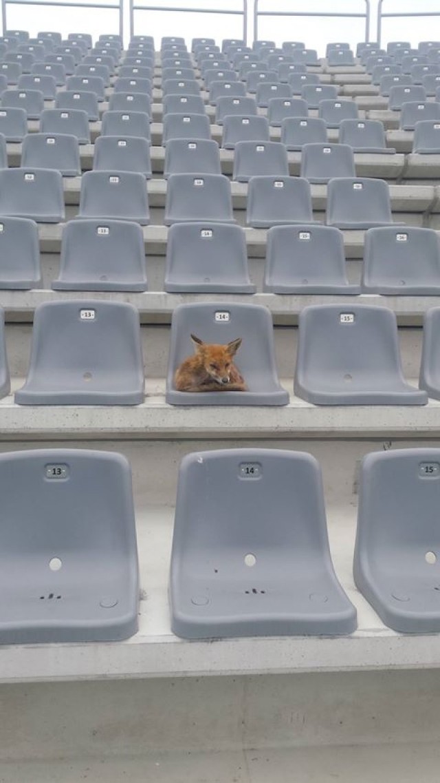 Na budowie stadionu mieszka...lis