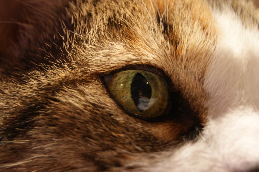 Koty widzą sześć razy lepiej niż ludzie. Ich wzrok reaguje...
