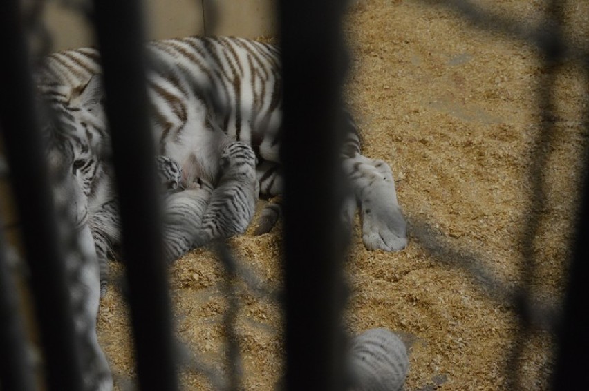 Białe tygrysy urodziły się w Zoo Safari w Borysewie