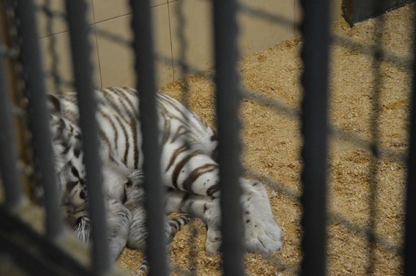 Białe tygrysy urodziły się w Zoo Safari w Borysewie