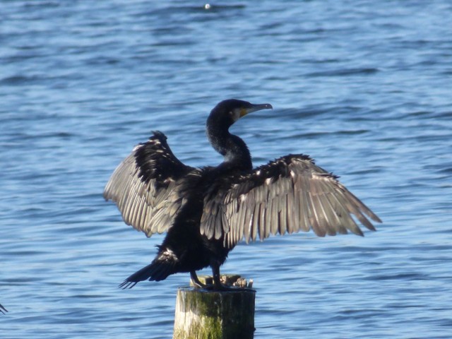 Jeden z kormoranów na Trzesiecku
