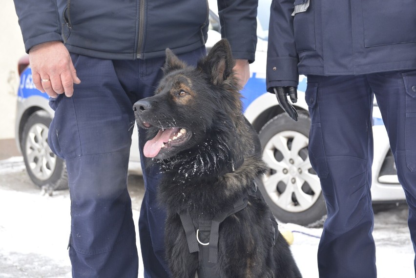 Blacky jest psem patrolowo tropiącym, który pod koniec...