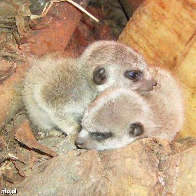 fot. Materiały zoo