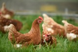 Grypa ptaków w 2024 roku znów zabija kury i indyki w Polsce. Objawy, które powinny niepokoić i trzeba zgłaszać