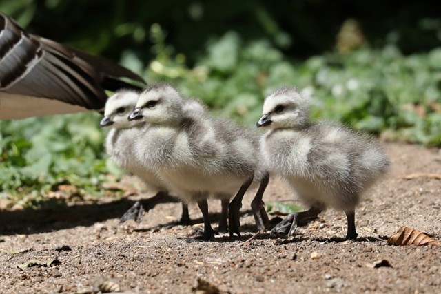 Pisklaki rosną jak na drożdzach. Zobacz ptasie dzieci z lubińskiego ZOO