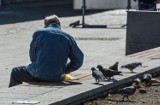 Gołębie są zagrożeniem dla naszego zdrowia. UM Bydgoszczy apeluje do mieszkańców, by nie dokarmiali ptaków