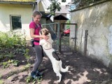 Psiaki z Zelgoszczy wypatrują gości - czekają na adopcje i spacery 