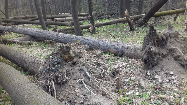 Rezerwat leśny "Przeciszów" pełen jest połamanych drzew i konarów