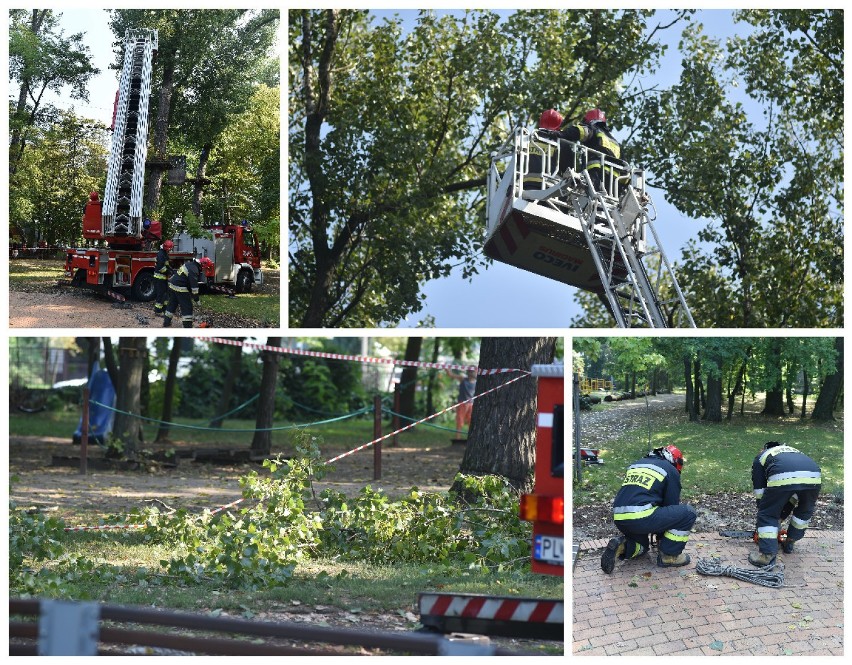 Zagrożenie w parku linowym w Lesznie. Złamana przez piorun korona drzewa usunięta przez strażaków [ZDJĘCIA]