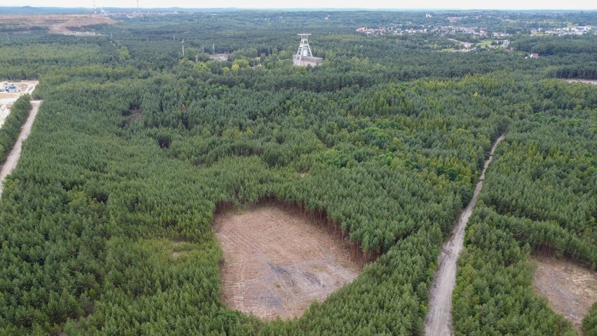 Trwa wycinka lasu w gminie Bolesław