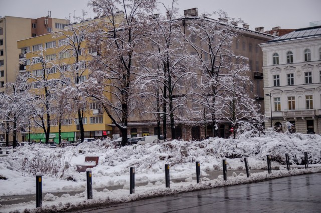 Aukcje WOŚP. Ponad 41 tysięcy za drzewo na pl. Grzybowskim