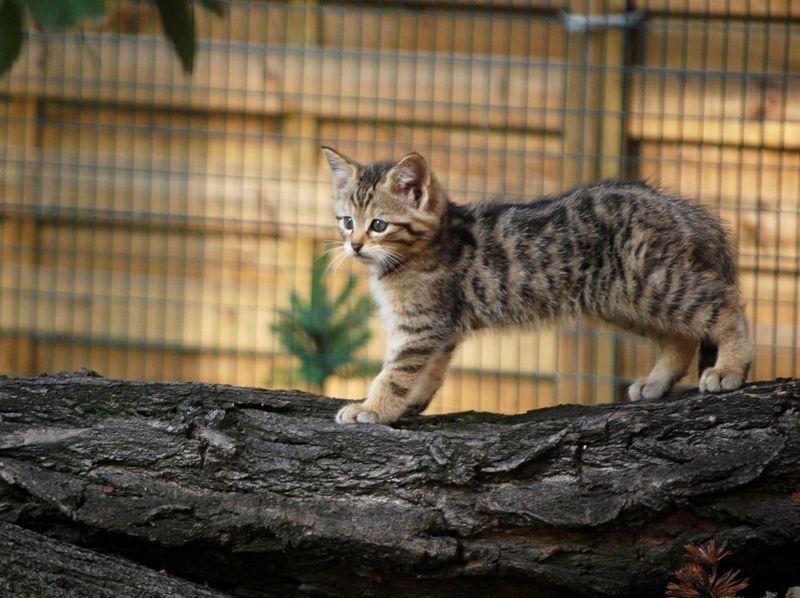 ZEBRA podpowiada: Można już podziwiać nowych mieszkańców wrocławskiego zoo (ZDJĘCIA)