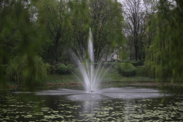 Staw Amelung w Parku Róż