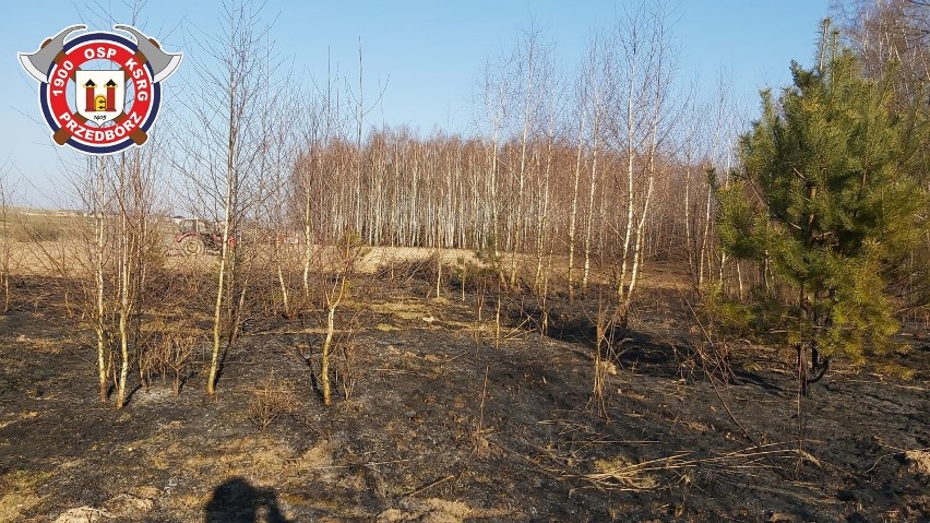 Powiat radomszczański: 10 kolejnych pożarów suchych traw i poszycia leśnego