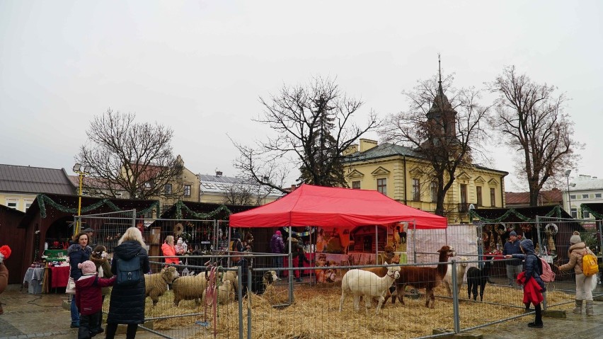 Nowy Targ. Na Rynku wystartował Jarmark Bożonarodzeniowy. Są ozdoby świąteczne, pyszności, a dla najmłodszych... alpaki ZDJĘCIA