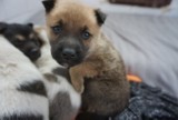 Dla zwierząt wojna też jest piekłem. Pomóż ratować psy i koty z Ukrainy