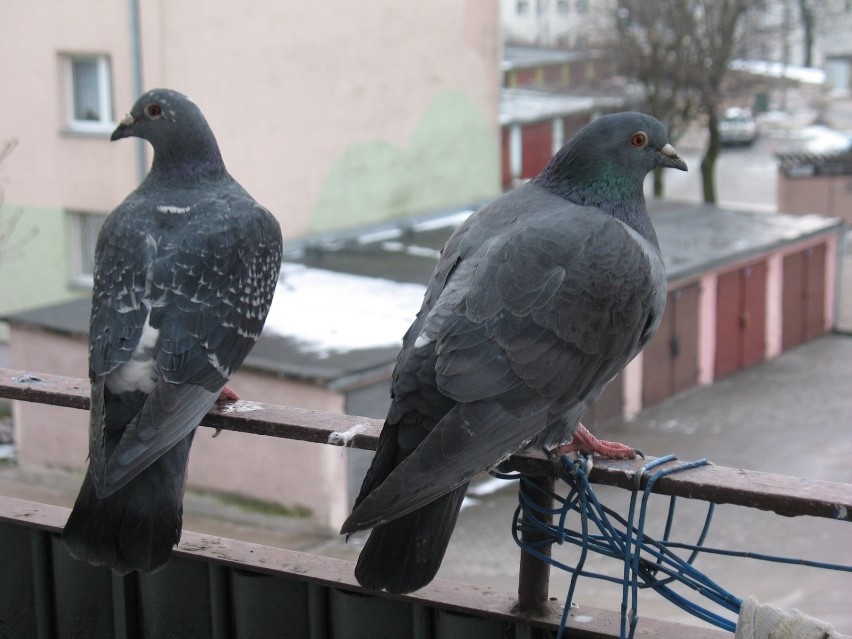 Dzikie gołębie upatrują sobie często balkonowe nisze na...