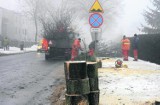 Ruszyła wycinka drzew na ul. Raszkowskiej
