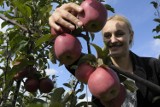 W tym roku zarobki przy zbiorach owoców są mniejsze. Jednak sezonowych pracowników nie brakuje